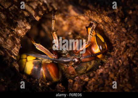 Frelon (Vespa crabro) s'est installé pour l'hiver dans la souche d'arbre Banque D'Images