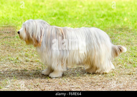 Une jeune femme, belle fauve blanc Collie barbu debout sur l'herbe. Beardie chiens ont un long manteau et ont été utilisés pour herdi Banque D'Images