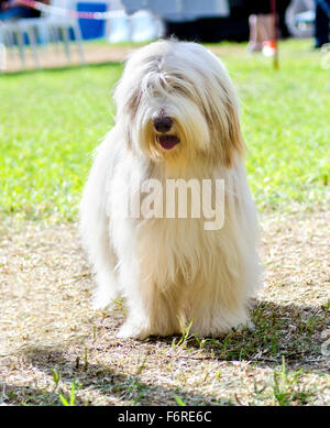 Une jeune femme, belle fauve blanc Collie barbu debout sur l'herbe. Beardie chiens ont un long manteau et ont été utilisés pour herdi Banque D'Images