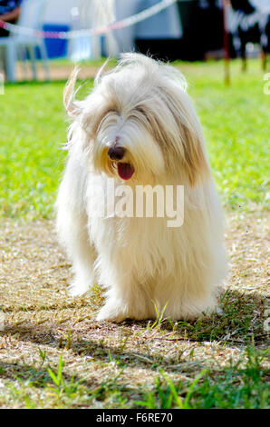 Une jeune femme, belle fauve blanc Collie barbu debout sur l'herbe. Beardie chiens ont un long manteau et ont été utilisés pour herdi Banque D'Images