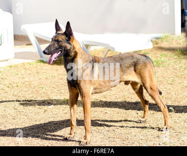 Un jeune, belle, noir et acajou, Chien de Berger Belge debout sur la pelouse. Belgian Malinois sont des chiens de travail, très intell Banque D'Images