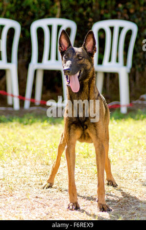 Un jeune, belle, noir et acajou, Chien de Berger Belge debout sur la pelouse s'en tenir sa langue. Belgian Malinois sont w Banque D'Images