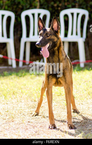 Un jeune, belle, noir et acajou, Chien de Berger Belge debout sur l'herbe s'en tenir sa langue. Belgian Malinois sont Banque D'Images