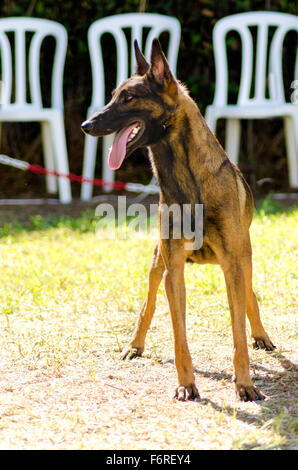 Un jeune, belle, noir et acajou, Chien de Berger Belge debout sur l'herbe, collant sa langue. Belgian Malinois sont Banque D'Images