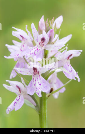 Inflorescence de Dactylorhiza maculata / orchidée ponctuée de bruyère / Geflecktes Knabenkraut, fleur sauvage, Europe. Banque D'Images