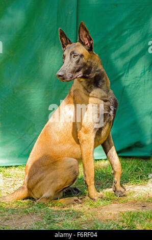 Un jeune, belle, noir et acajou, Chien de Berger Belge assis sur la pelouse. Belgian Malinois sont des chiens de travail, très intelli Banque D'Images