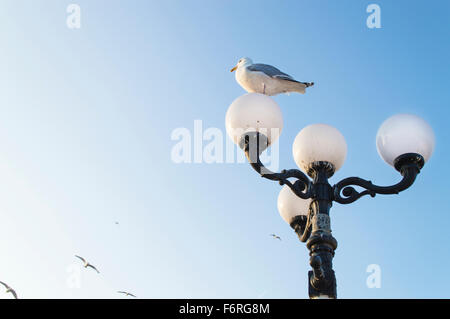 Une mouette perchée sur une lampe de rue dans la région de Brighton, sur le côté, à l'autres Mouettes volantes Banque D'Images