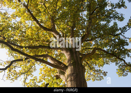 Quercus robur. Oak tree feuillage à l'automne changement de couleur. UK Banque D'Images