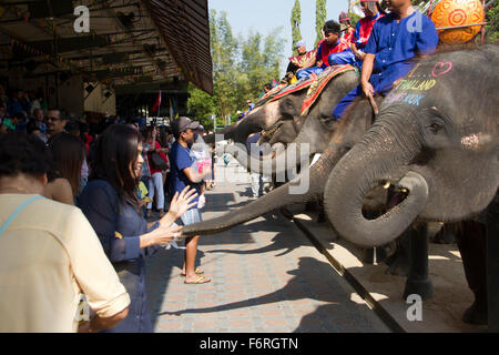 Les gens se nourrissent les éléphants à la masse de l'éléphant à Samphran et Zoo de Nakhon Pathom juste à l'extérieur de Bangkok. Banque D'Images