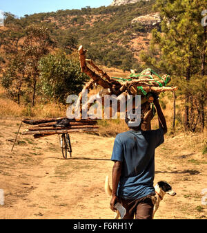 Un homme transportant du bois récolté illégalement sur sa tête à l'intérieur de la forêt de Chongoni, Dedza, Malawi - une autre charge est sur son vélo Banque D'Images