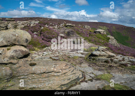 Rude chemin sur le bord de Kinder Scout avec purple heather la floraison entre les roches de pierre meulière. Banque D'Images