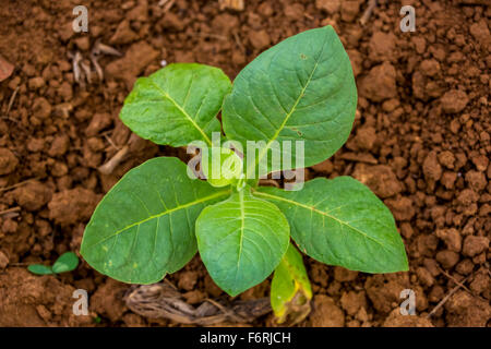 Le tabac (Nicotiana), des plants de tabac brun, terreau, champ de tabac, Vinales, Cuba, Pinar del Río, Cuba Banque D'Images