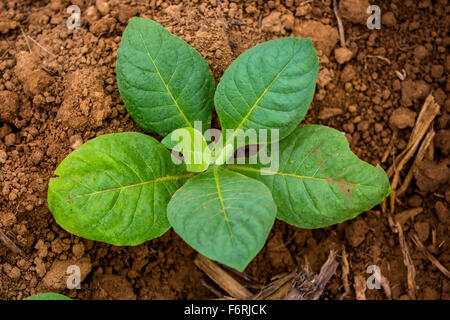 Le tabac (Nicotiana), des plants de tabac brun, terreau, champ de tabac, Vinales, Cuba, Pinar del Río, Cuba Banque D'Images