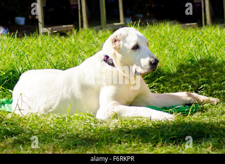 Un jeune blanc magnifique chien de berger d'Asie centrale assis sur l'herbe à la paresseuse et à l'écart. L'Asie centrale est un Ovtcharka Banque D'Images