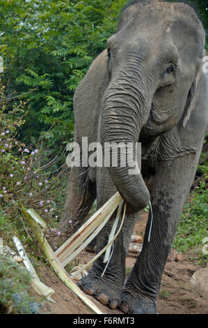 Elephant dans la jungle près du fleuve Mékong Banque D'Images