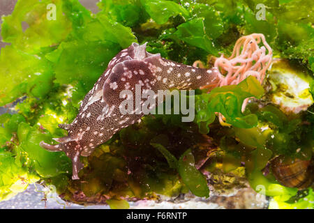 Lièvre de mer européens, lièvre de mer, mer slug, Punktierter «Seehase, Seehase, Aplysia punctata, marine Nacktschnecke Banque D'Images