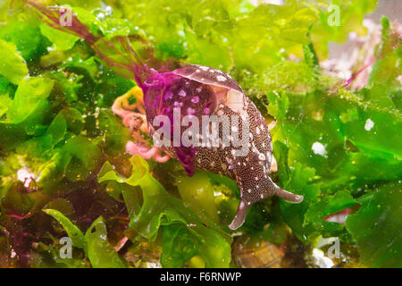 Lièvre de mer européens, lièvre de mer, mer slug, Punktierter «Seehase, Seehase, Aplysia punctata, marine Nacktschnecke Banque D'Images