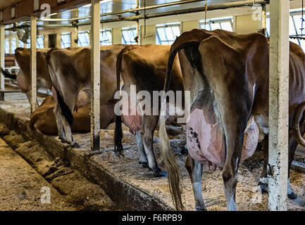 Prêt pour la traite des vaches laitières, Woodstock, Vermont, Etats-Unis Banque D'Images