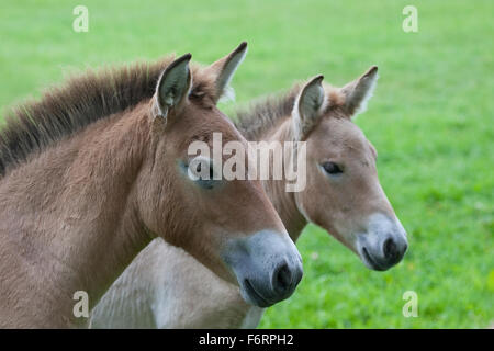 Le cheval de Przewalski, cheval sauvage d'Asie, Poulain, Przewalski-Pferd, Fohlen, Przewalskipferd, Equus ferus przewalskii, Wildpferd Banque D'Images