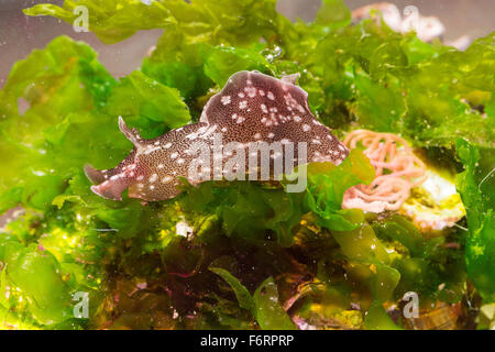 Lièvre de mer européens, lièvre de mer, mer slug, Punktierter «Seehase, Seehase, Aplysia punctata, marine Nacktschnecke Banque D'Images