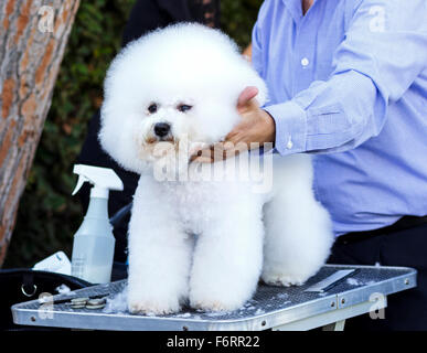 Une magnifique petite et adorable Bichon Frise On pistonne chien par un toiletteur professionnel à l'aide de produits spéciaux et de décisions Banque D'Images