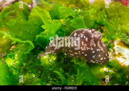 Lièvre de mer européens, lièvre de mer, mer slug, Punktierter «Seehase, Seehase, Aplysia punctata, marine Nacktschnecke Banque D'Images