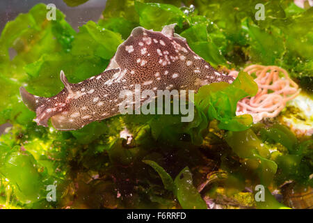 Lièvre de mer européens, lièvre de mer, mer slug, Punktierter «Seehase, Seehase, Aplysia punctata, marine Nacktschnecke Banque D'Images