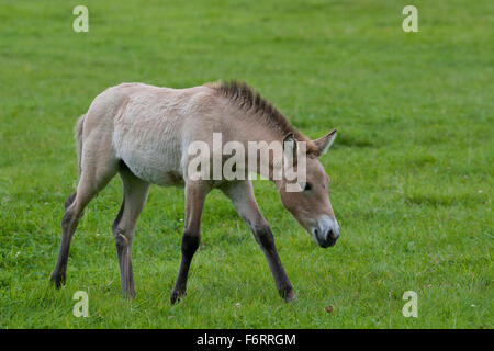 Le cheval de Przewalski, cheval sauvage d'Asie, Poulain, Przewalski-Pferd, Fohlen, Przewalskipferd, Equus ferus przewalskii, Wildpferd Banque D'Images