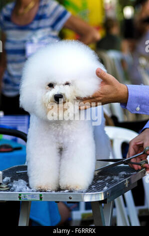 Une magnifique petite et adorable Bichon Frise chien d'être soigné et avoir son manteau bordé par un toiletteur professionnel en utilisant Banque D'Images