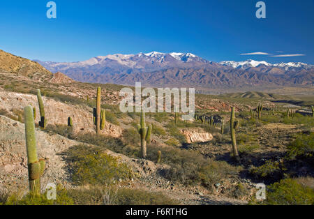 Los Cardones national park dans le nord de l'Argentine Banque D'Images