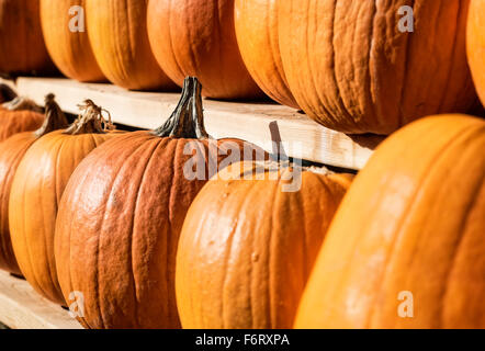 Pumkins sur l'affichage à un marché de producteurs. Banque D'Images