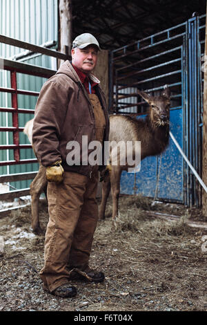 Caucasian farmer travaillant avec un wapiti en stable Banque D'Images