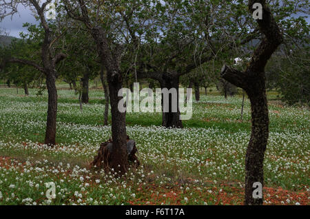 Amandiers avec wild candytuft (ibiris amara) près de Santa Agnes de Corona, Ibiza, Espagne Banque D'Images