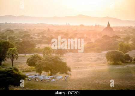 Des moutons paissant dans misty landscape Banque D'Images