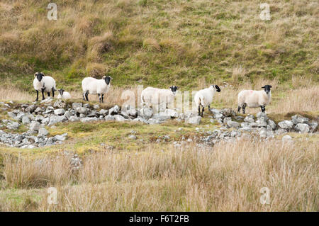 Ligne de moutons à face noire caméra face debout sur la frontière de pierre derrière des touffes de joncs à Dartmoor Banque D'Images