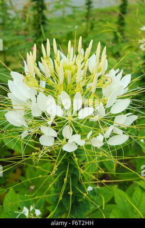 - Fleur Araignée Cleome blanc Banque D'Images