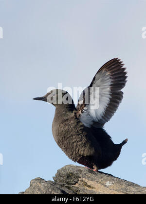 Le guillemot à miroir (Cepphus grylle) ou tystie) Banque D'Images