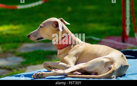 Un petit faon - brown italian Greyhound chien couché. Chiens gris sont très minces et ont une structure svelte leur donnant un aspect v Banque D'Images