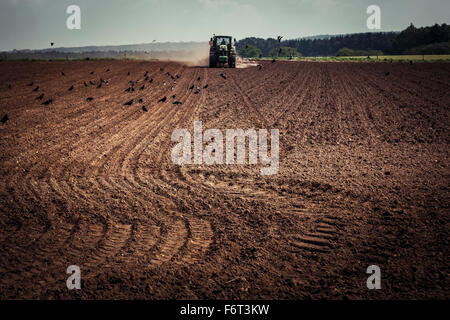 La poussière qu'il crée du tracteur remorque une grand semoir derrière elle tandis que les semis de graines. Les corbeaux freux sont occupés à se nourrir dans le domaine. Banque D'Images