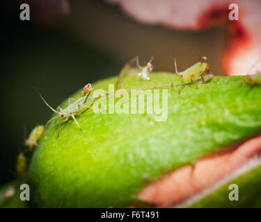 Macro-vision un puceron rose grande in focus (Macrosiphum rosae) assis sur un bouton de rose. abgebildetet les pucerons en arrière-plan de Banque D'Images