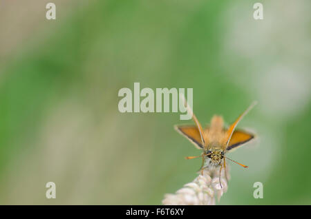 Petit Patron Thymelicus sylvestris Banque D'Images