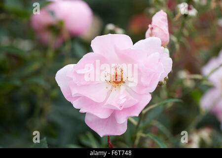 La dame Rosa 'Ausoscar's Blush'. Arbuste rose pâle rose dans un jardin anglais. Banque D'Images