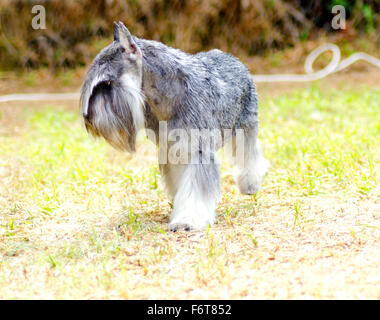 Un petit sel et poivre gris, Schnauzer nain chien marcher sur l'herbe, l'air très heureux. Il est connu pour être un intelli Banque D'Images