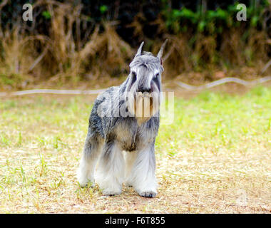 Un petit sel et poivre gris, Schnauzer nain chien debout sur l'herbe, l'air très heureux. Il est connu pour être un intell Banque D'Images