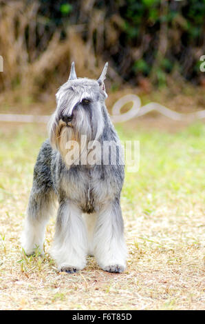 Un petit sel et poivre gris, Schnauzer nain chien debout sur l'herbe, l'air très heureux. Il est connu pour être un intell Banque D'Images