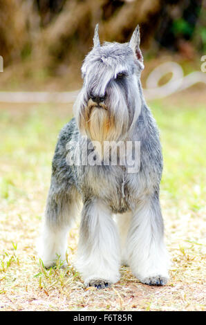 Un petit sel et poivre gris, Schnauzer nain chien debout sur l'herbe, l'air très heureux. Il est connu pour être un intell Banque D'Images