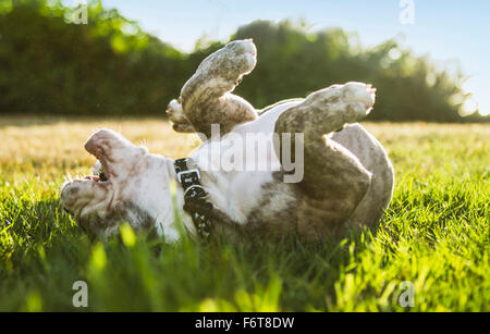 Olde English Bulldog puppy rolling in field Banque D'Images