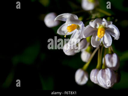 La pluie sur les fleurs d'automne. Douce pluie lave plus de ces fleurs d'automne laissant derrière eux des surfaces avec de l'eau. Banque D'Images