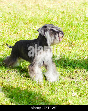 Un petit Schnauzer nain noir et argent chien debout sur l'herbe, l'air très heureux. Elle est connu pour être un système intelligent Banque D'Images