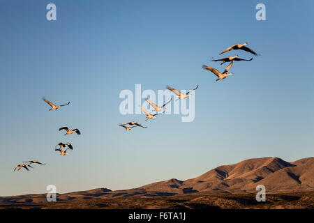 La grue du Canada (Grus canadensis) volant en formation, Bosque del Apache National Wildlife Refuge, près de Socorro, Nouveau Mexique USA Banque D'Images